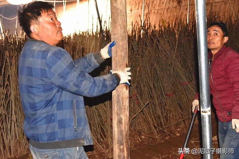 山西農(nóng)民大棚里種香椿，9分地種植70000苗，28元1斤，收入保密