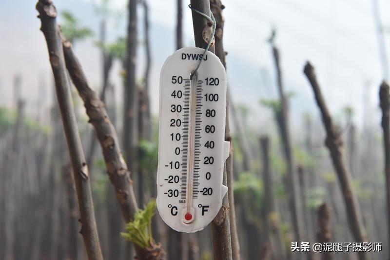 山西農(nóng)民大棚里種香椿，9分地種植70000苗，28元1斤，收入保密