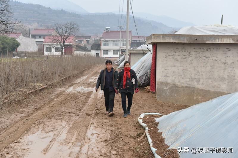 山西農(nóng)民大棚里種香椿，9分地種植70000苗，28元1斤，收入保密