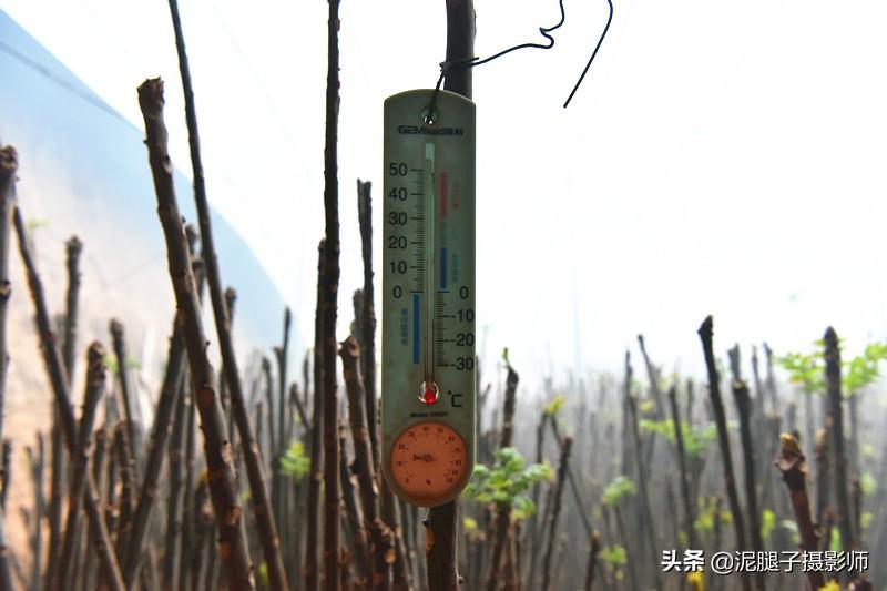 山西農(nóng)民大棚里種香椿，9分地種植70000苗，28元1斤，收入保密