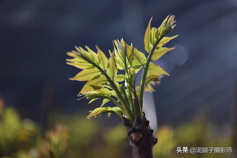 山西農(nóng)民大棚里種香椿，9分地種植70000苗，28元1斤，收入保密