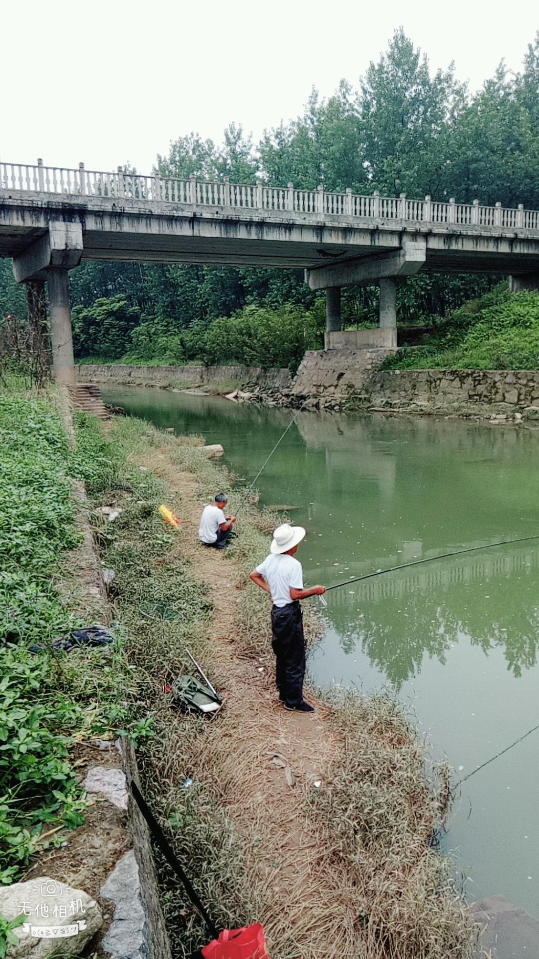 湖北宜都枝城赤溪河，長(zhǎng)在河邊的抗癌藥草