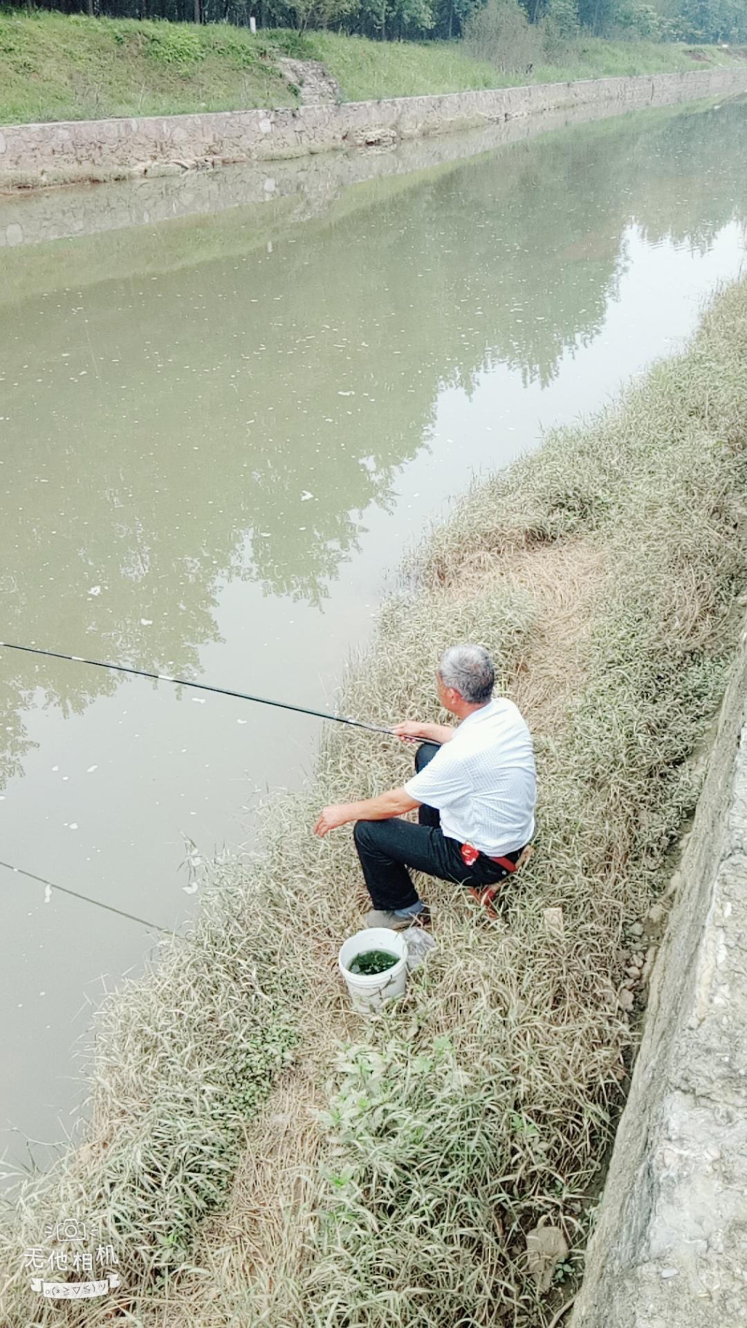 湖北宜都枝城赤溪河，長(zhǎng)在河邊的抗癌藥草