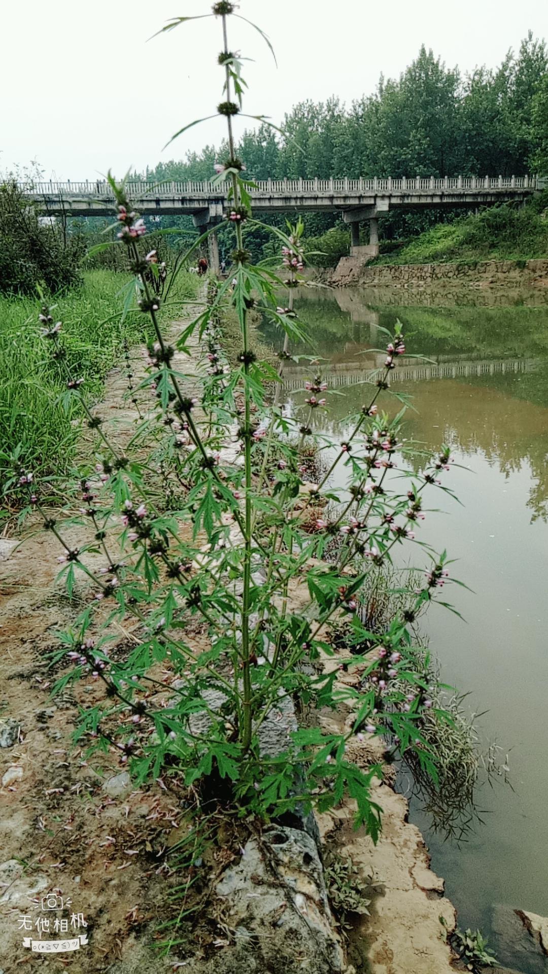 湖北宜都枝城赤溪河，長(zhǎng)在河邊的抗癌藥草