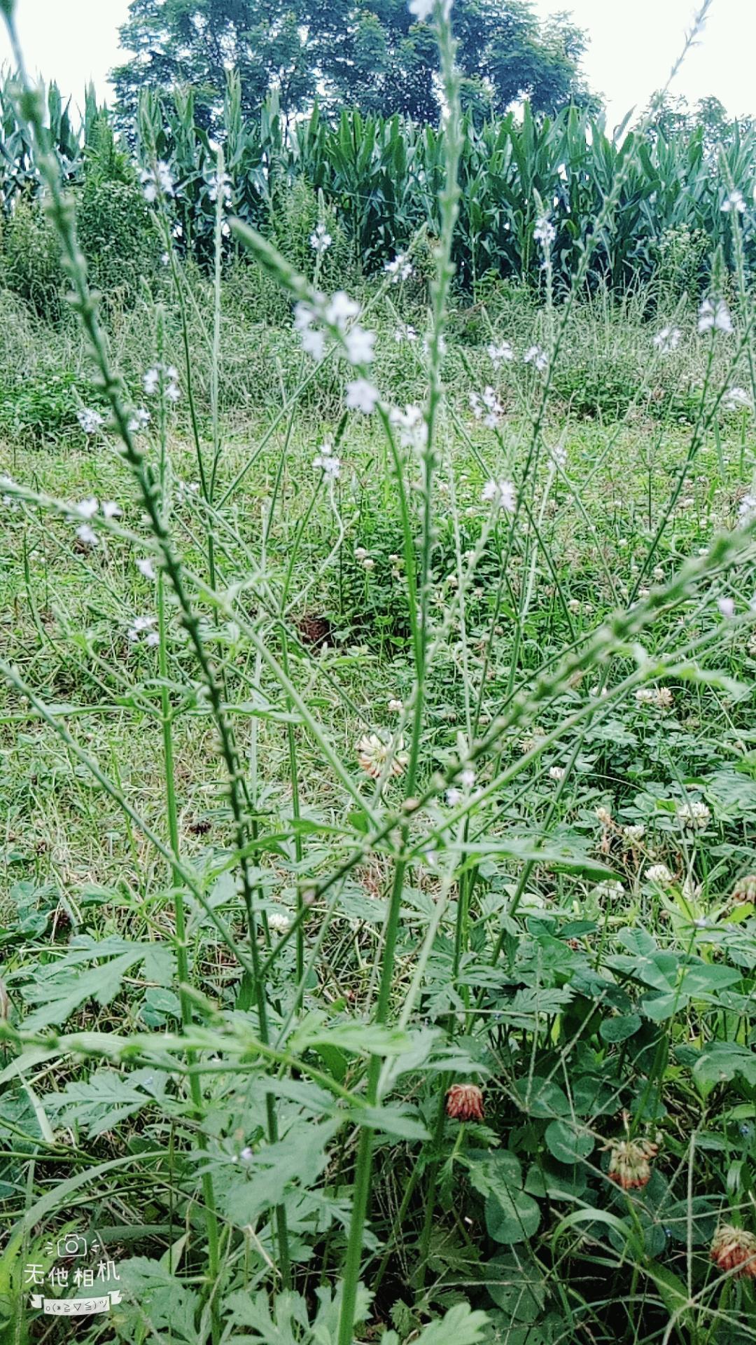 湖北宜都枝城赤溪河，長(zhǎng)在河邊的抗癌藥草