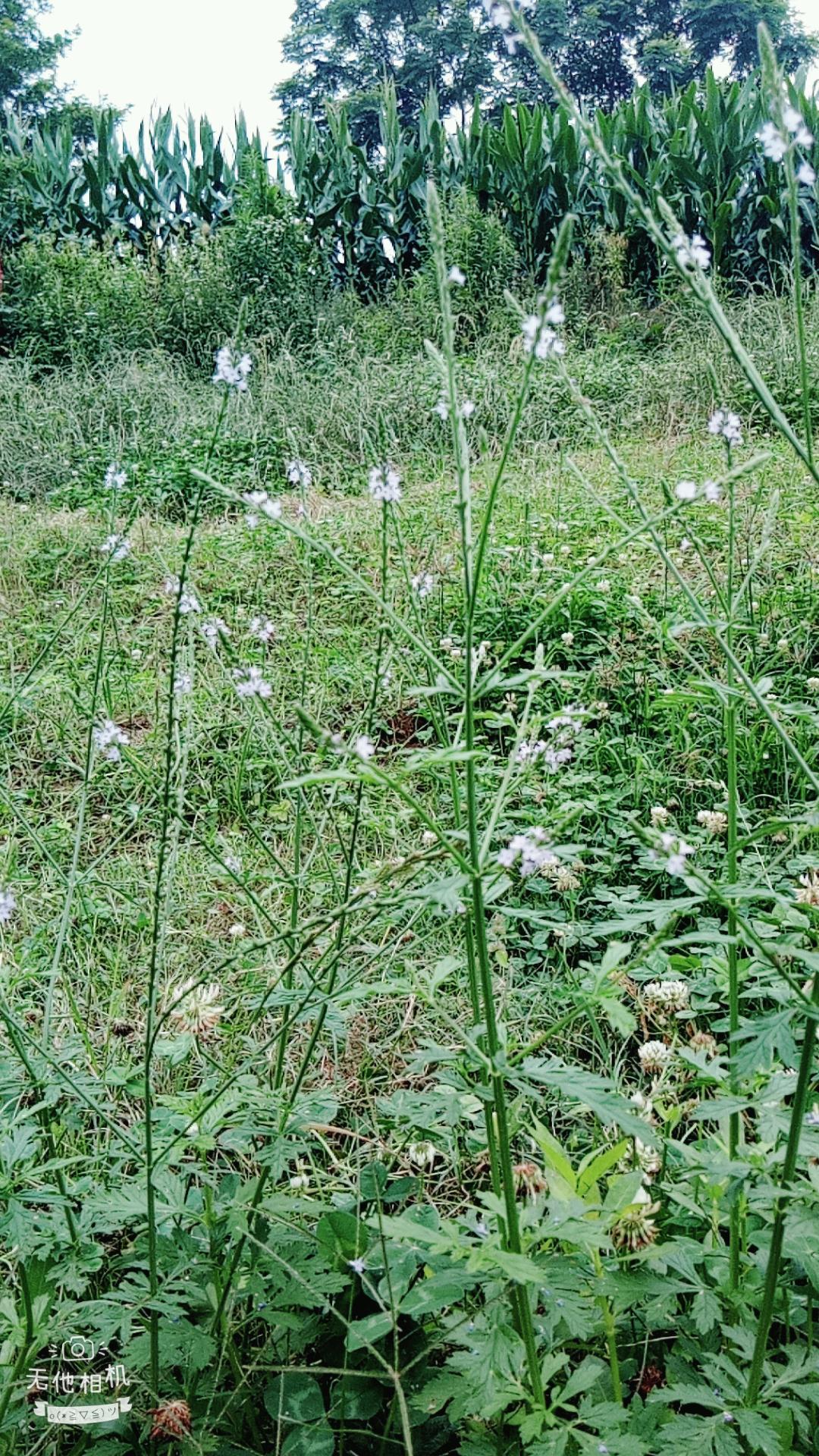 湖北宜都枝城赤溪河，長(zhǎng)在河邊的抗癌藥草