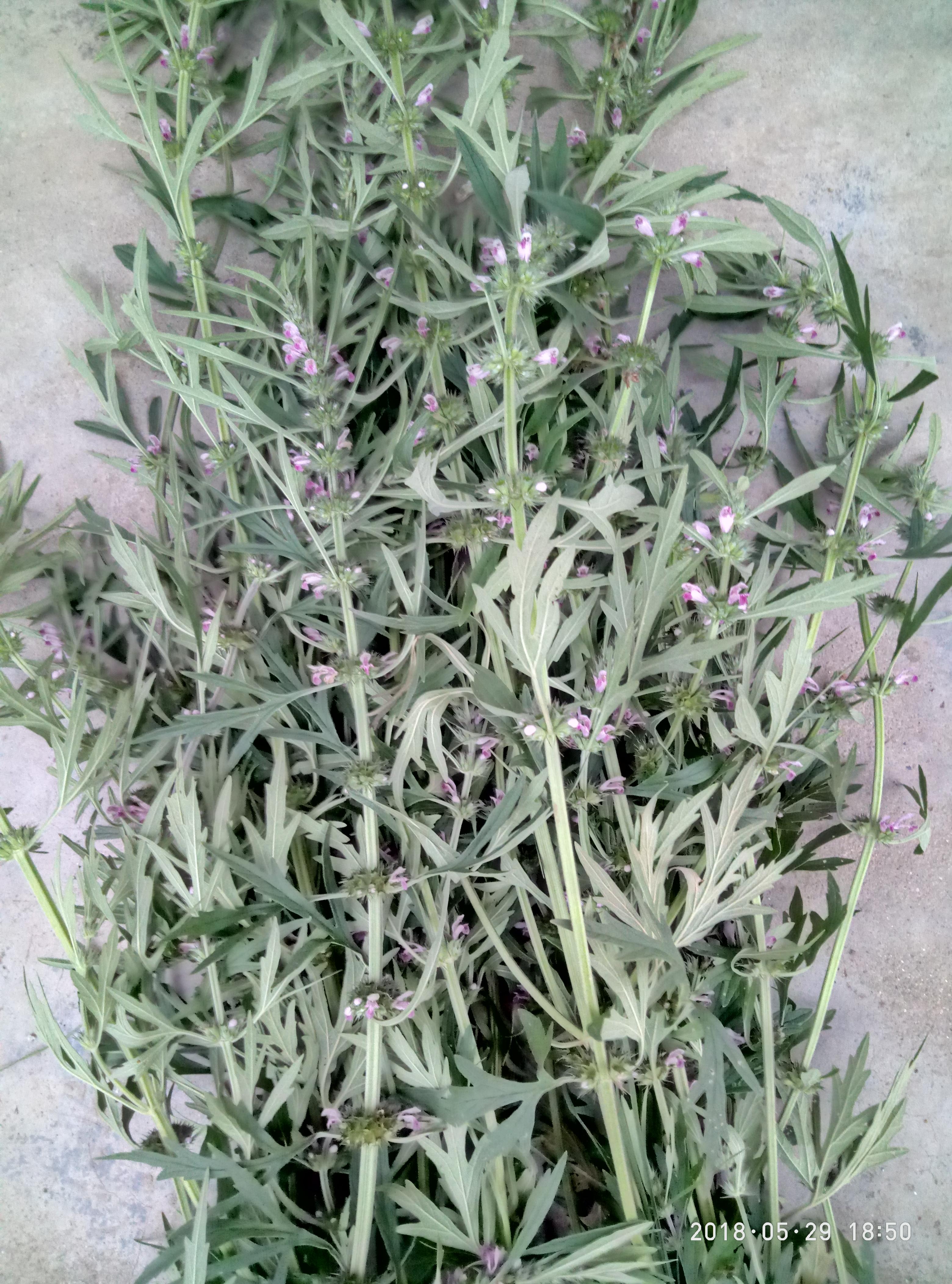 湖北宜都枝城赤溪河，長(zhǎng)在河邊的抗癌藥草