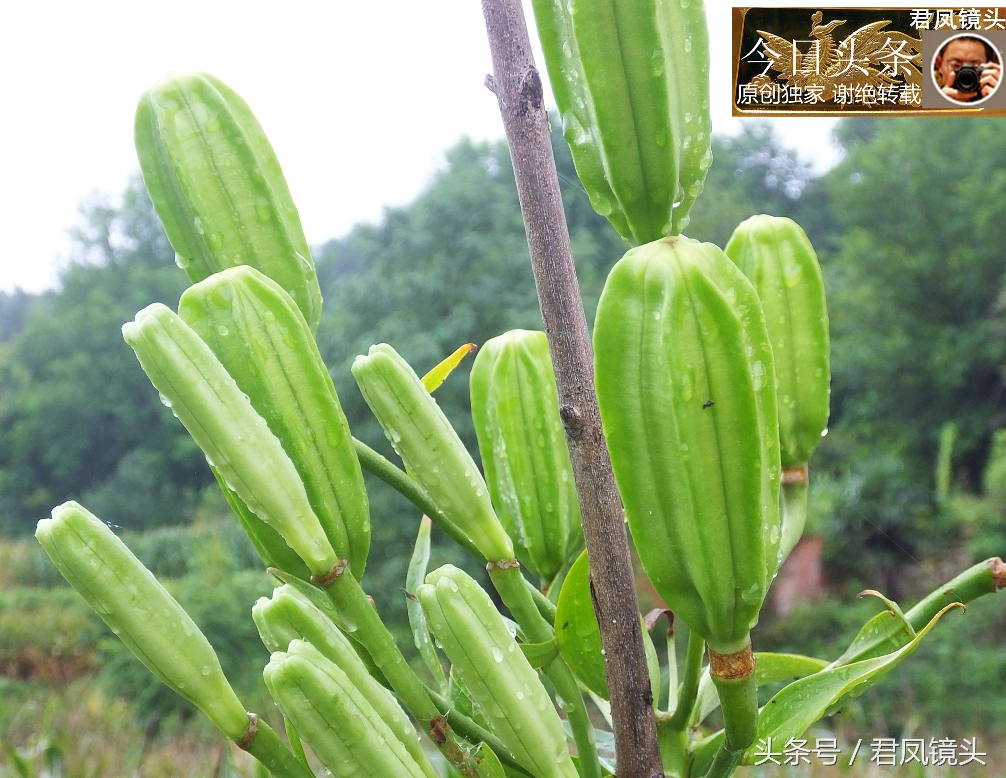 湖北宜昌：農(nóng)民種植在庭院里的百合，為何莢果種子不一樣？