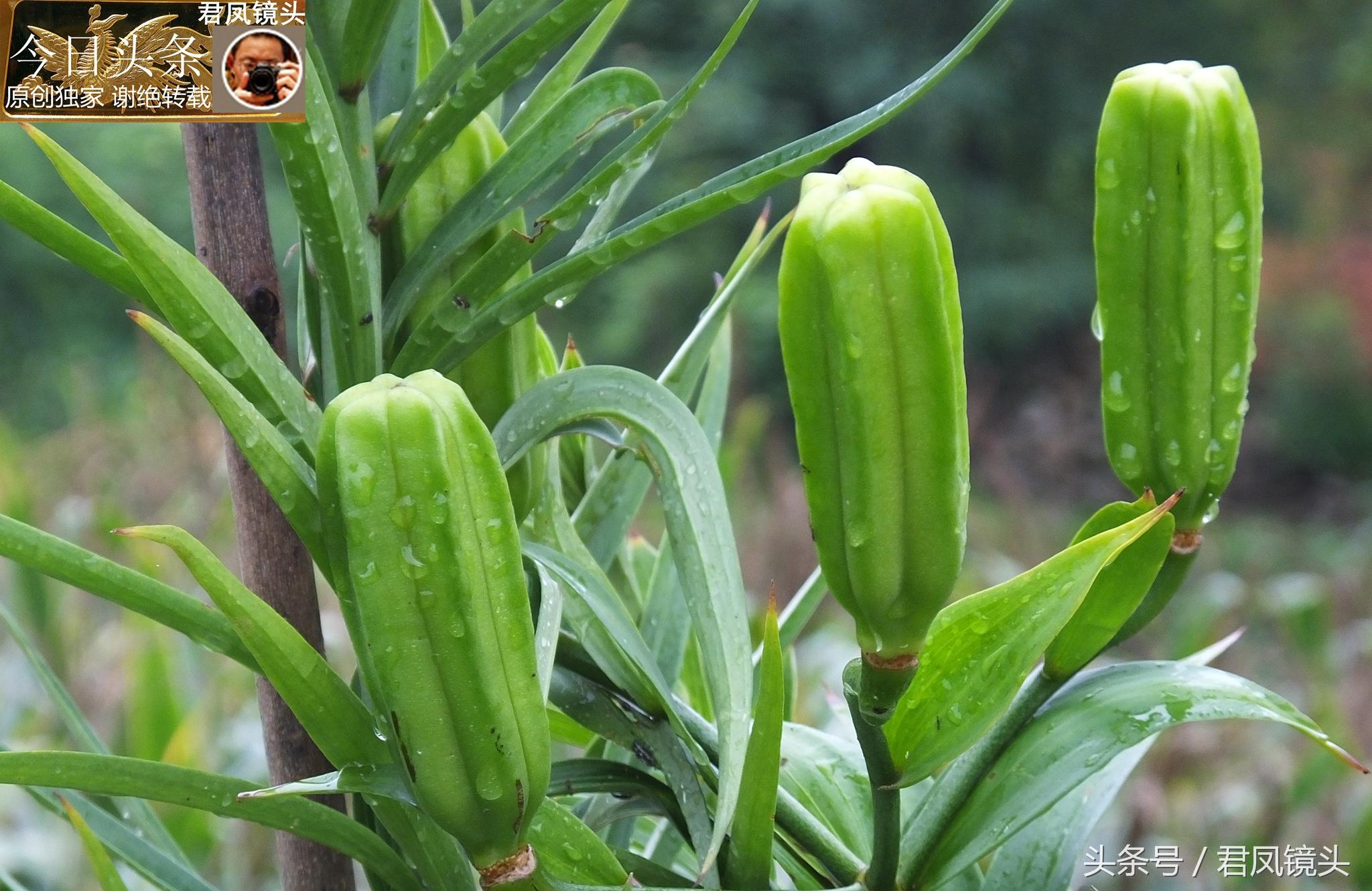 湖北宜昌：農(nóng)民種植在庭院里的百合，為何莢果種子不一樣？