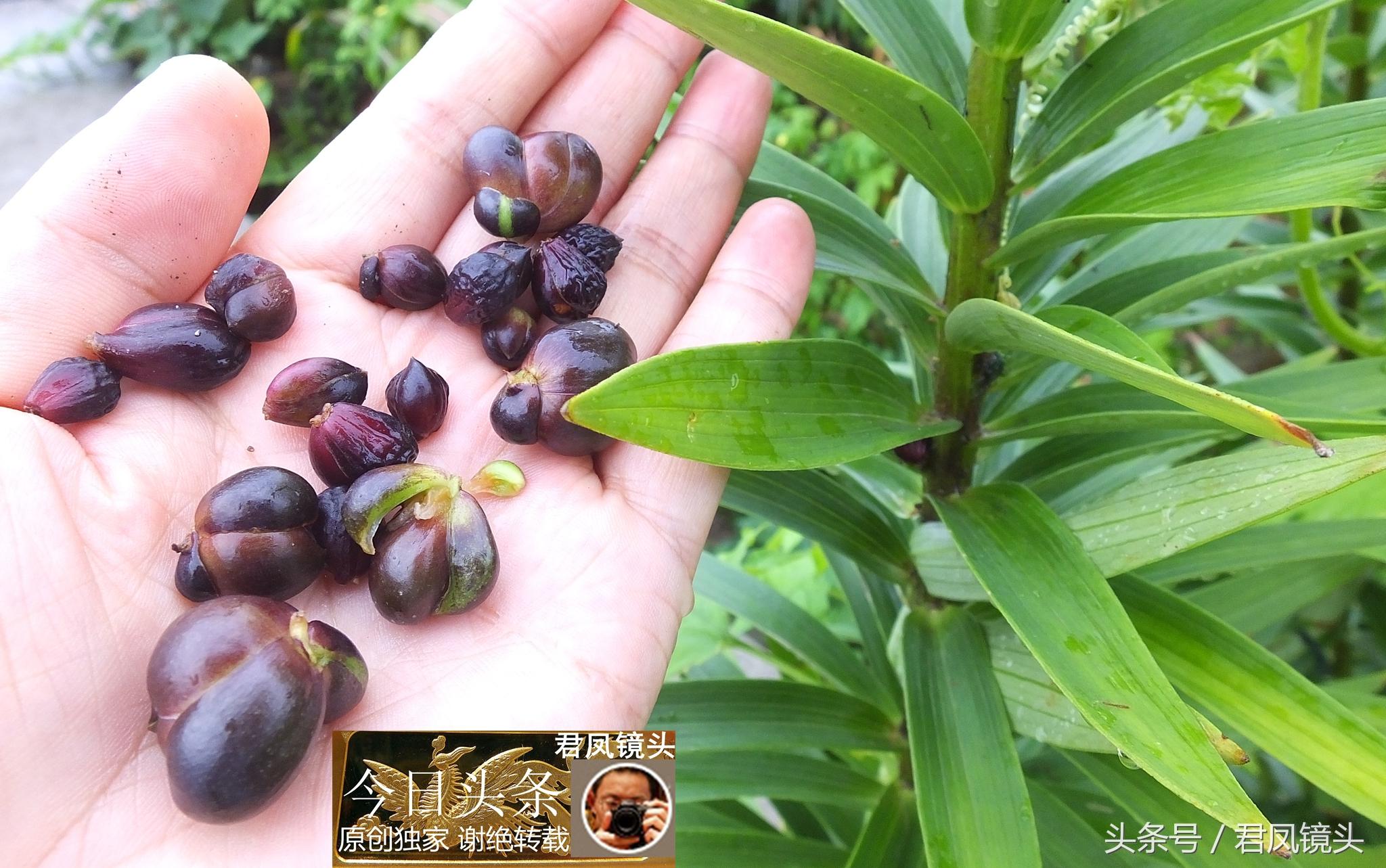 湖北宜昌：農(nóng)民種植在庭院里的百合，為何莢果種子不一樣？
