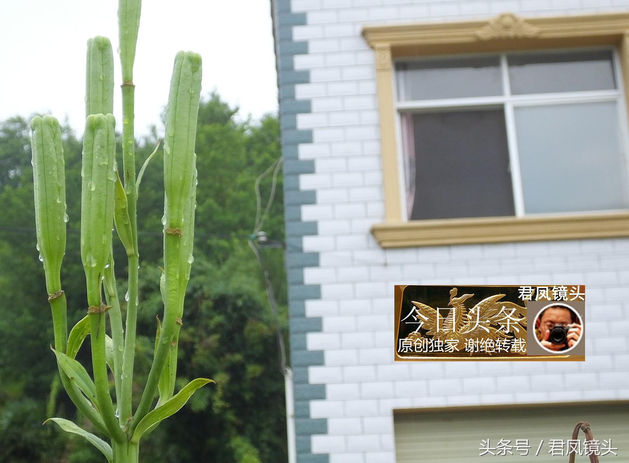 湖北宜昌：農(nóng)民種植在庭院里的百合，為何莢果種子不一樣？