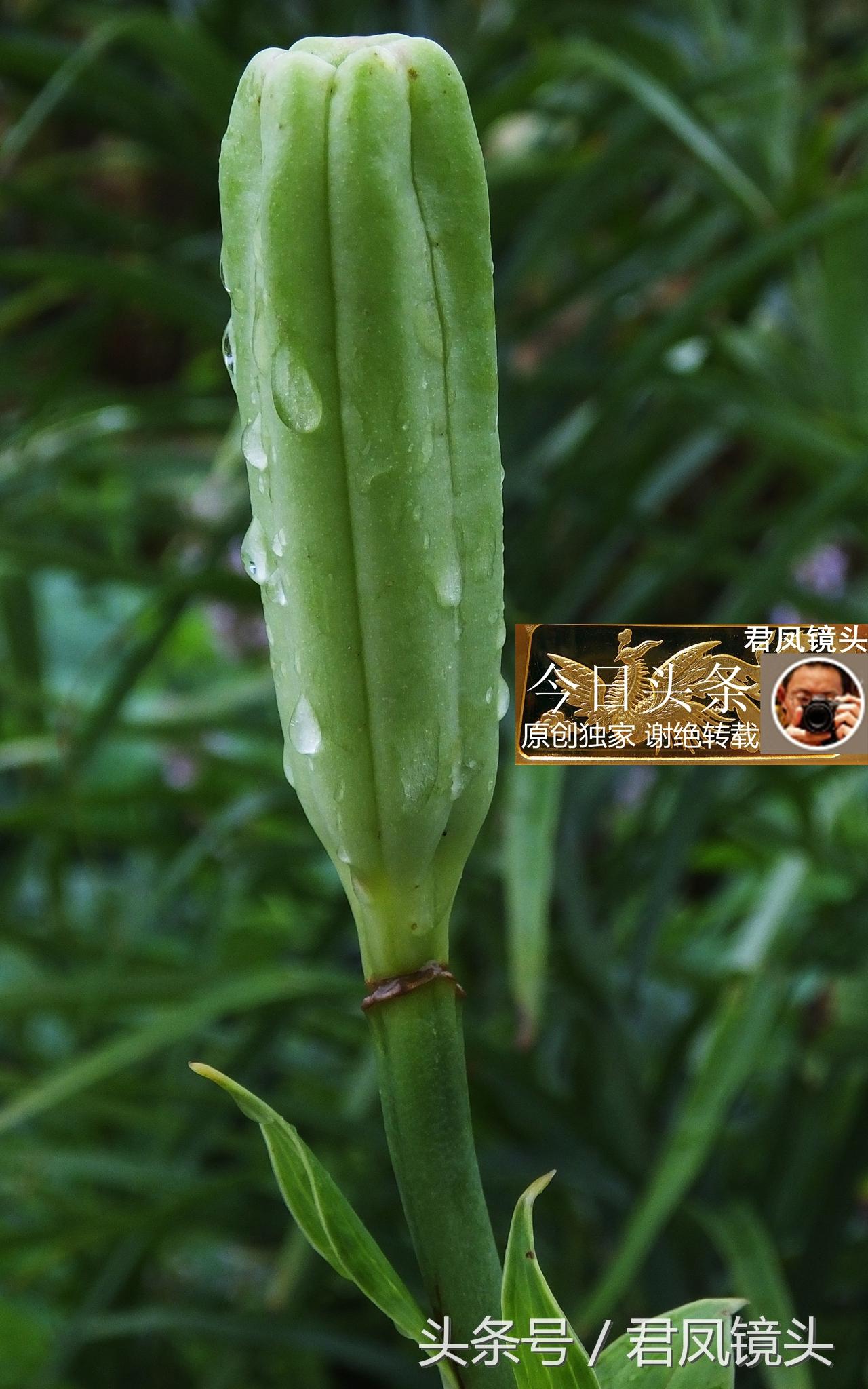 湖北宜昌：農(nóng)民種植在庭院里的百合，為何莢果種子不一樣？