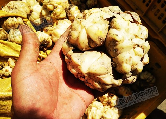 龍牙百合產(chǎn)新開始，湖南當(dāng)?shù)剞r(nóng)戶迎來了采挖熱潮