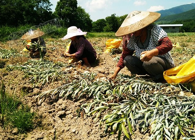 龍牙百合產(chǎn)新開始，湖南當(dāng)?shù)剞r(nóng)戶迎來了采挖熱潮