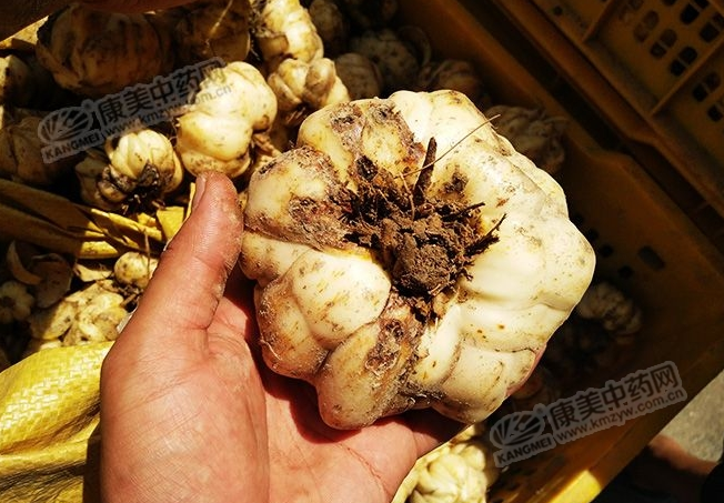 龍牙百合產(chǎn)新開始，湖南當(dāng)?shù)剞r(nóng)戶迎來了采挖熱潮