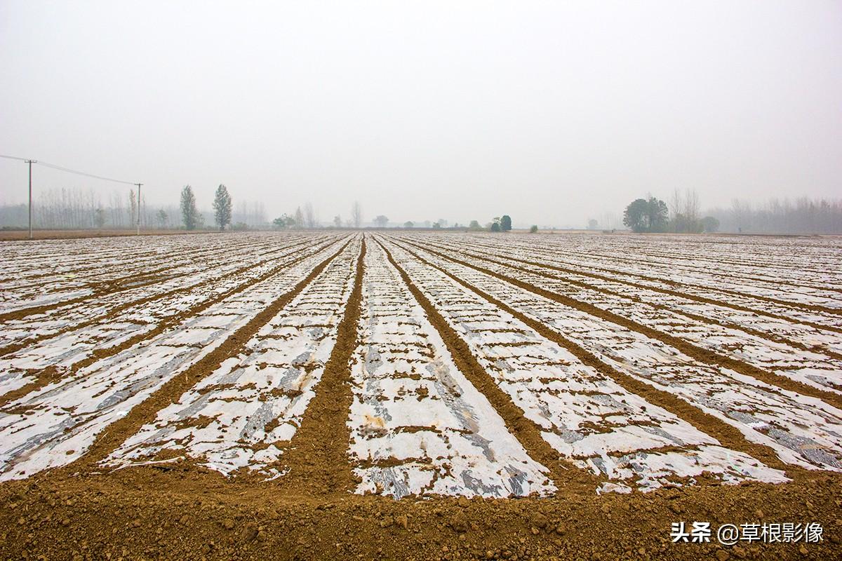 江蘇人到安徽種藥材，年盈利300多萬：有人聽起來像笑話