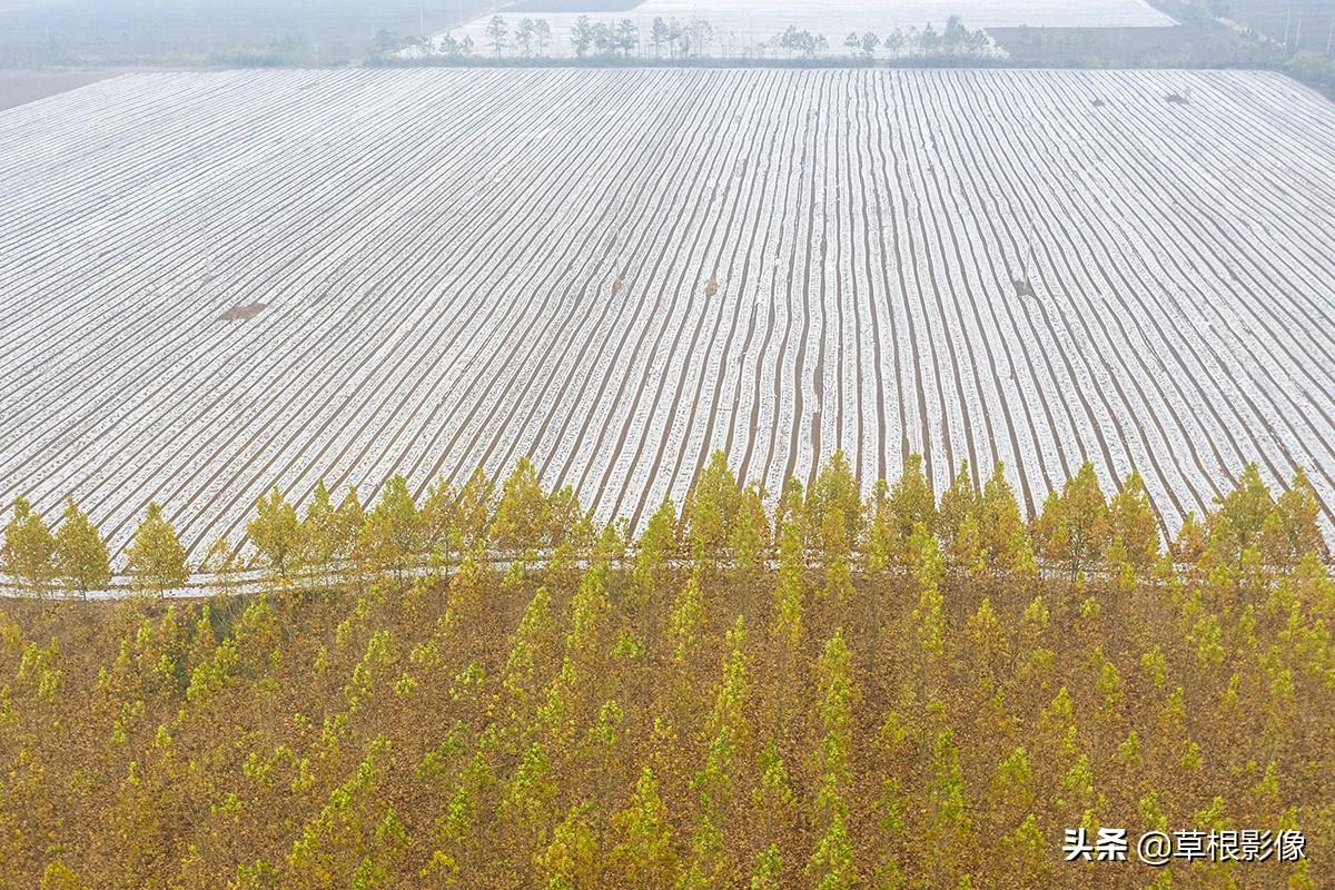 江蘇人到安徽種藥材，年盈利300多萬：有人聽起來像笑話