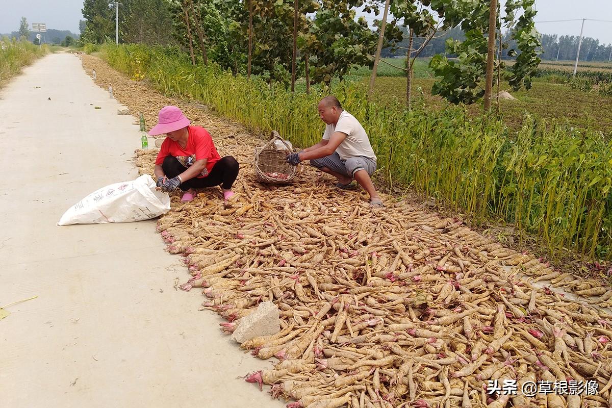 江蘇人到安徽種藥材，年盈利300多萬：有人聽起來像笑話