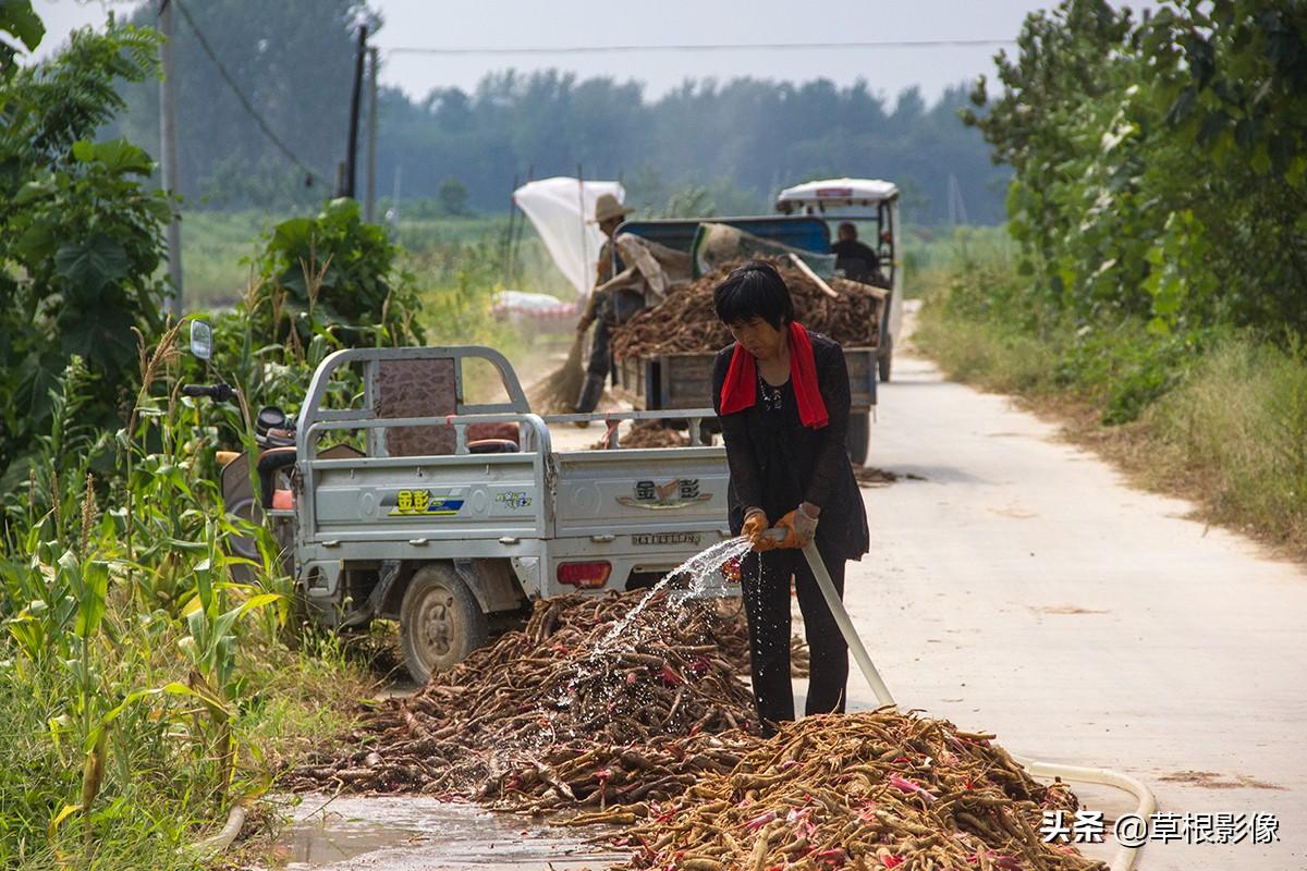 江蘇人到安徽種藥材，年盈利300多萬：有人聽起來像笑話