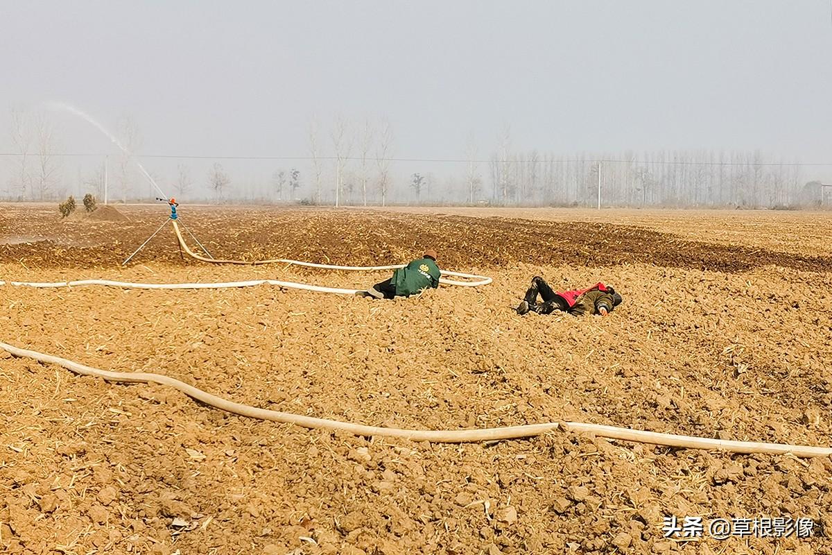 江蘇人到安徽種藥材，年盈利300多萬：有人聽起來像笑話