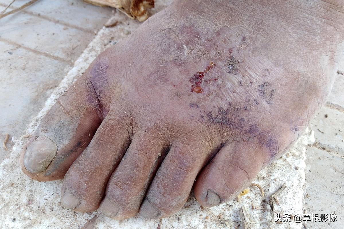 江蘇人到安徽種藥材，年盈利300多萬：有人聽起來像笑話